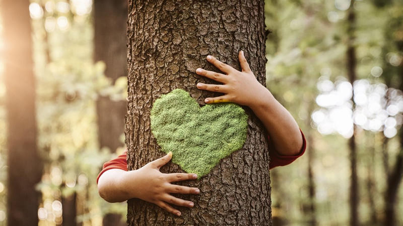 29 de Agosto DÍA DEL ARBOL